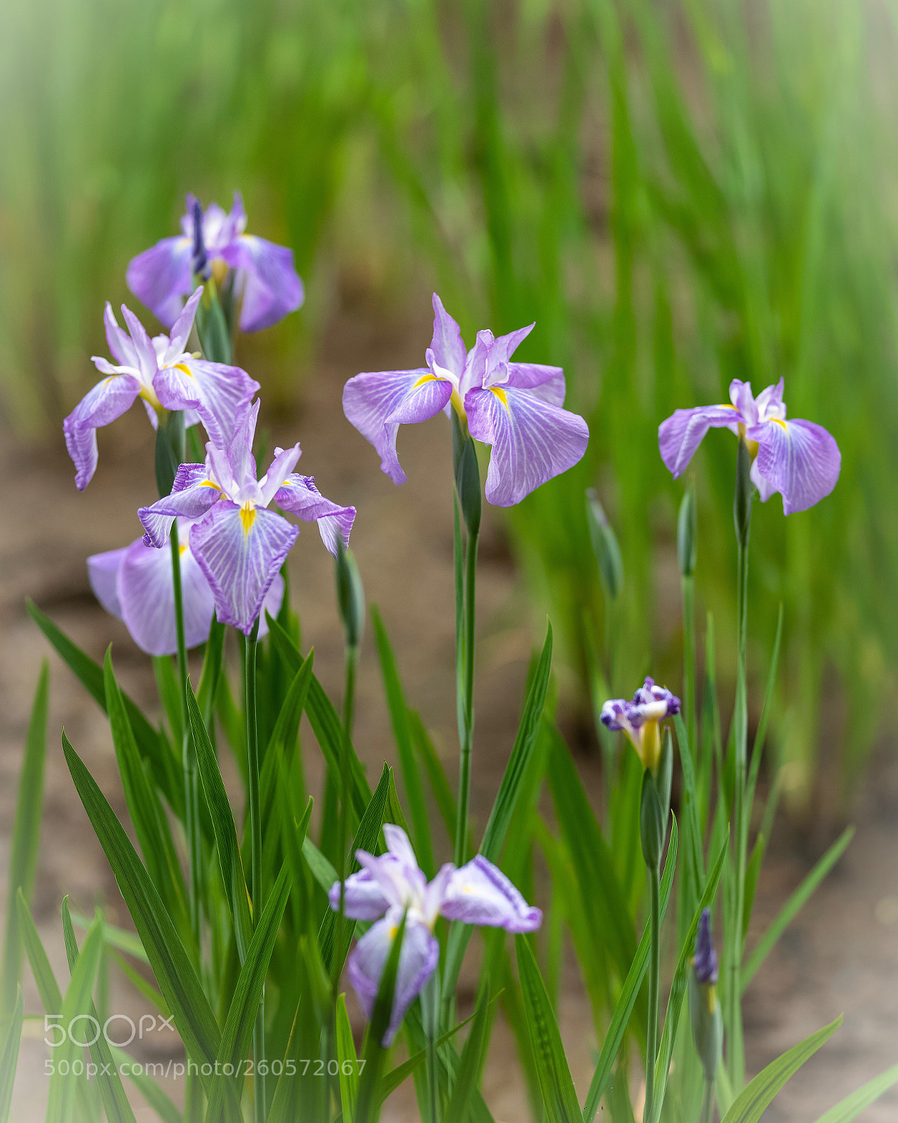 Nikon D850 sample photo. Iris 菖蒲 photography