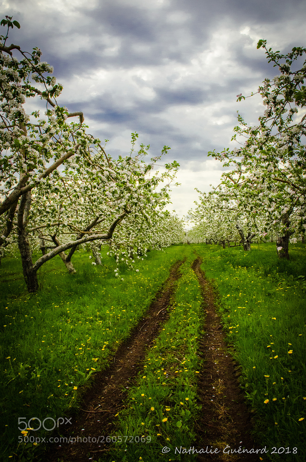 Nikon D7000 sample photo. Storm day in orchard photography
