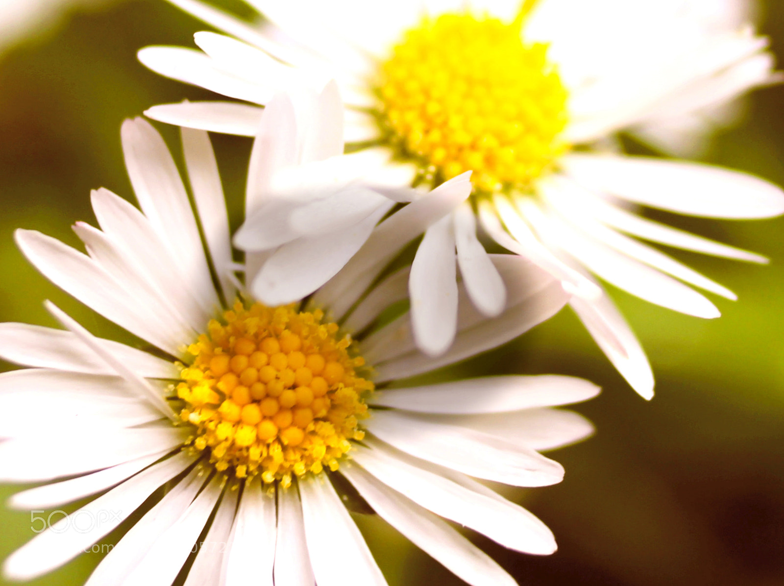 Canon EOS 700D (EOS Rebel T5i / EOS Kiss X7i) sample photo. Daisy heads photography