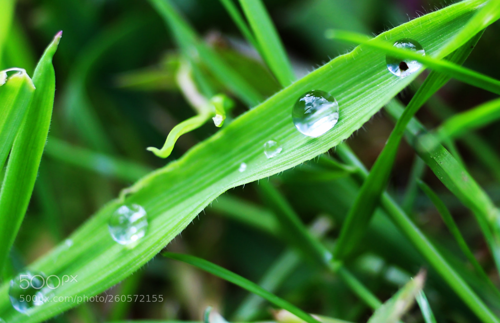 Canon EOS 700D (EOS Rebel T5i / EOS Kiss X7i) sample photo. Water drops photography