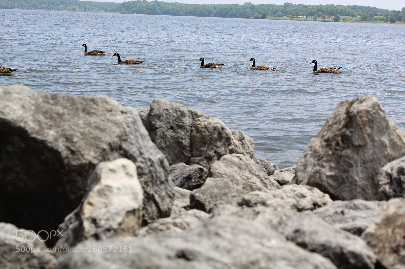 Canon EOS 1300D (EOS Rebel T6 / EOS Kiss X80) sample photo. Geese photography