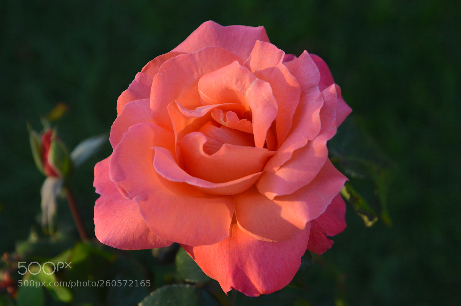 Nikon D3200 sample photo. Rosa photography