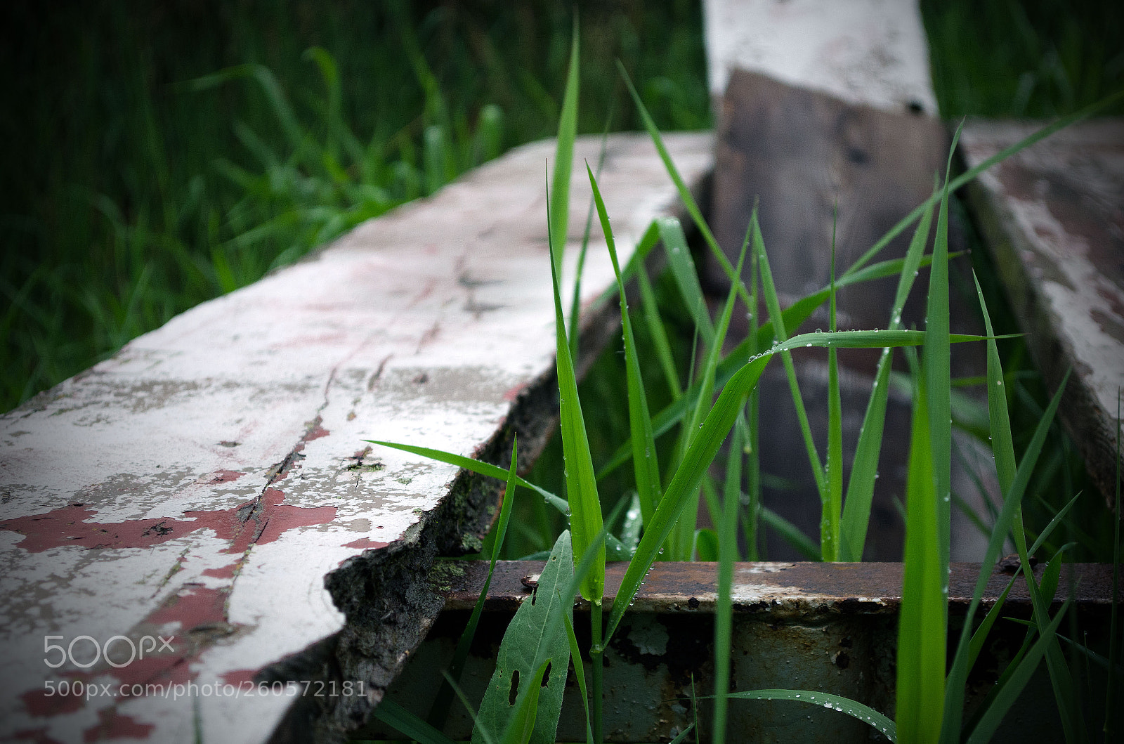 Nikon D5100 sample photo. Resilience photography