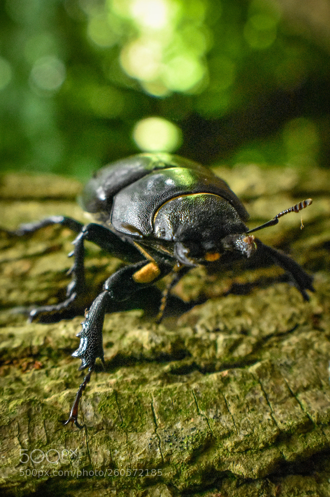 Nikon D3400 sample photo. Female stag beetle too photography