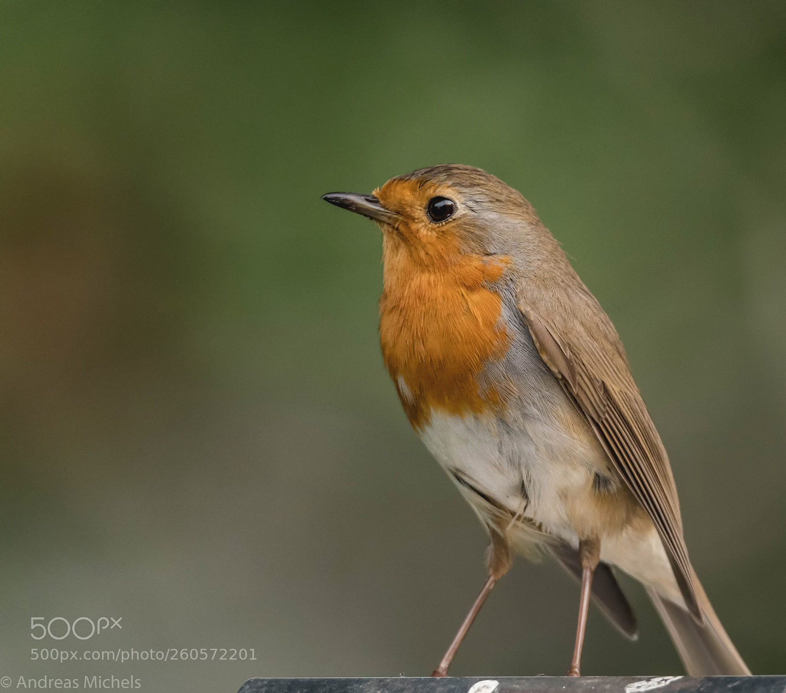 Nikon D500 sample photo. Tit photography
