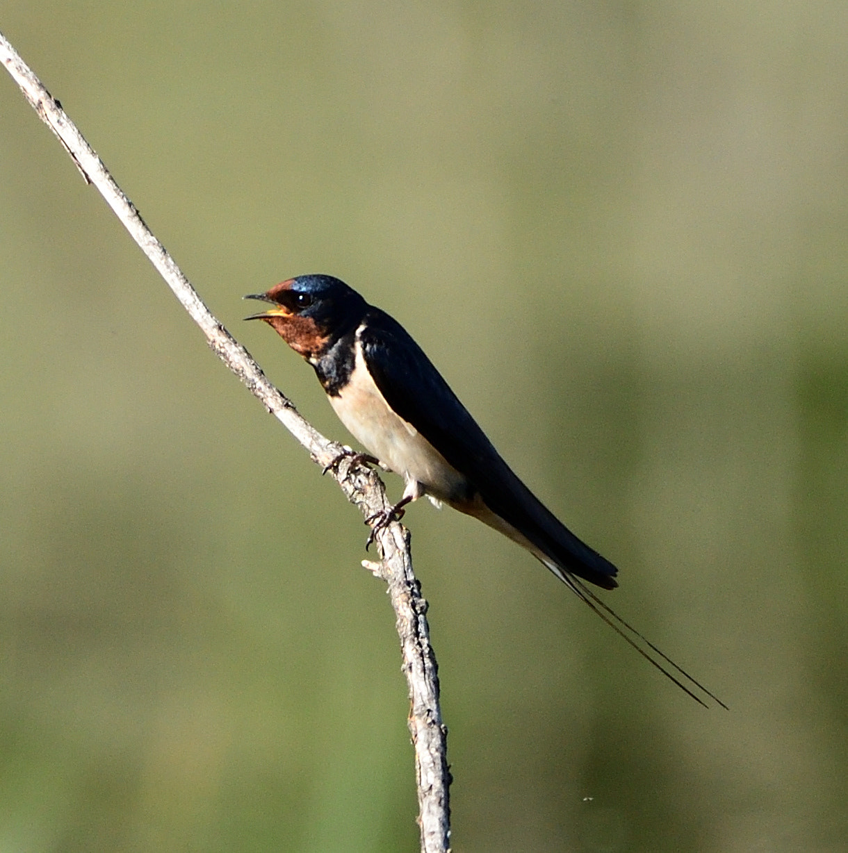 Nikon AF-S Nikkor 200-500mm F5.6E ED VR sample photo. Golondrina photography