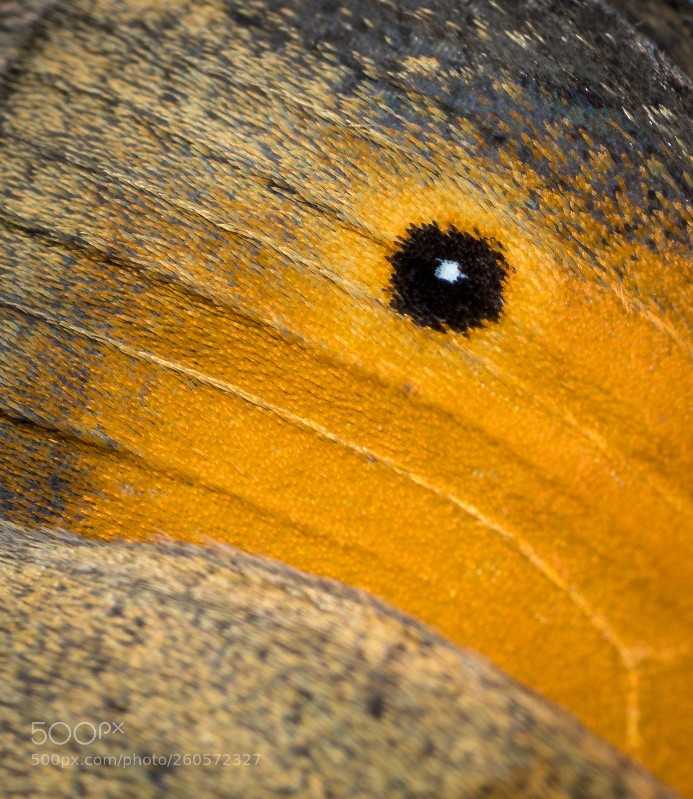 Sony a7R II sample photo. Butterfly wing photography