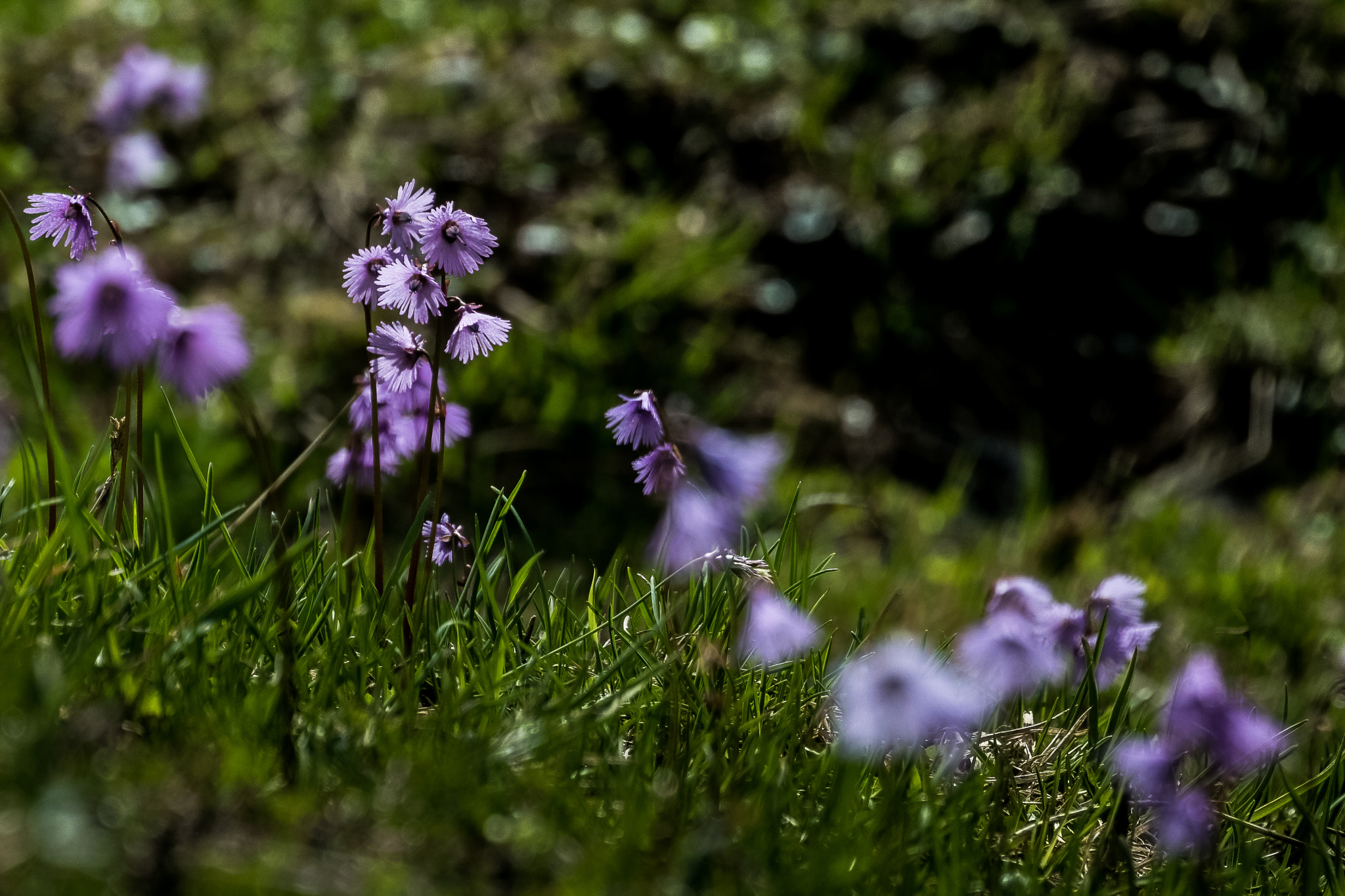Nikon 1 J5 sample photo. ***** photography