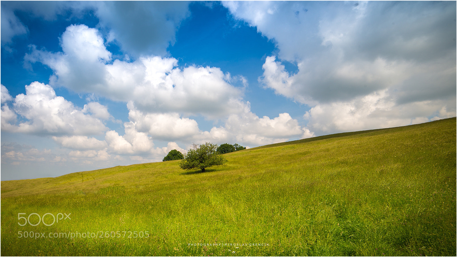 Nikon D610 sample photo. Flower meadow photography