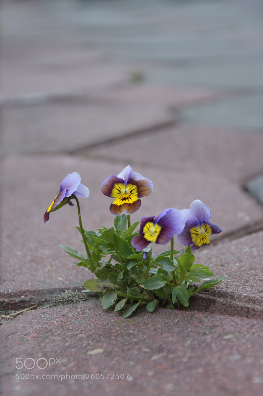 Nikon D3300 sample photo. Untitled photography