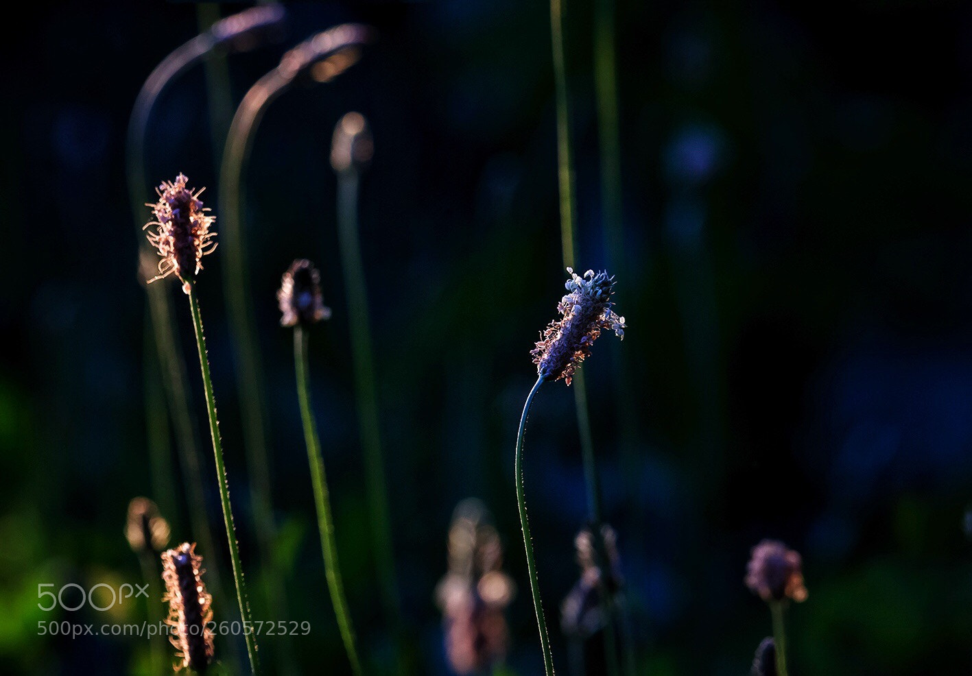 Canon EOS-1D X sample photo. Untitled photography