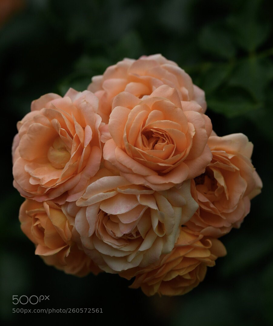 Nikon D850 sample photo. Rose  photography