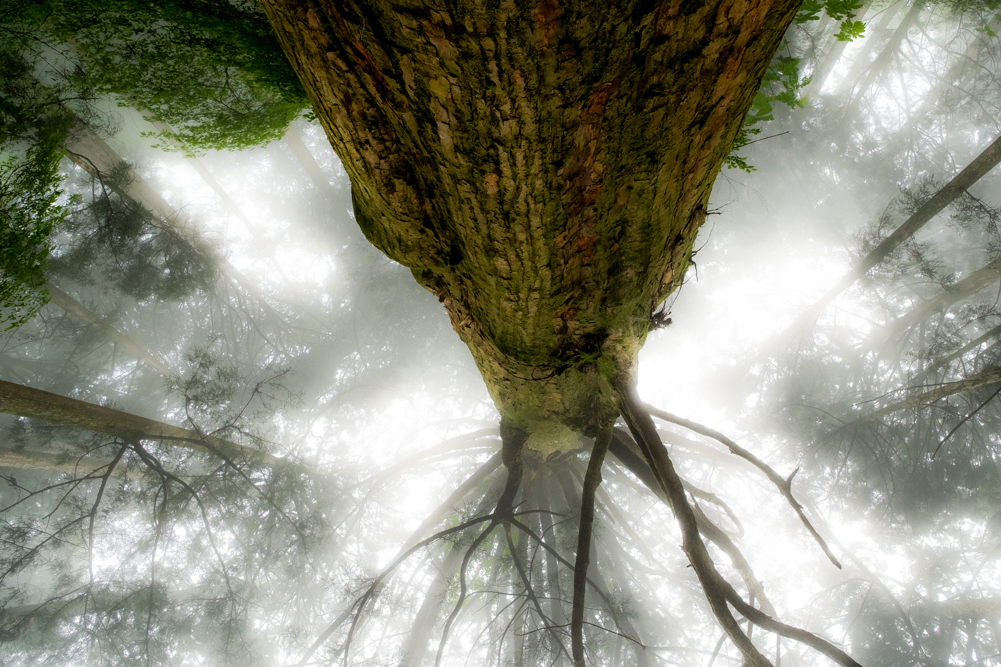 Fujifilm X-Pro1 sample photo. Mysterious forest (redux) xvi photography