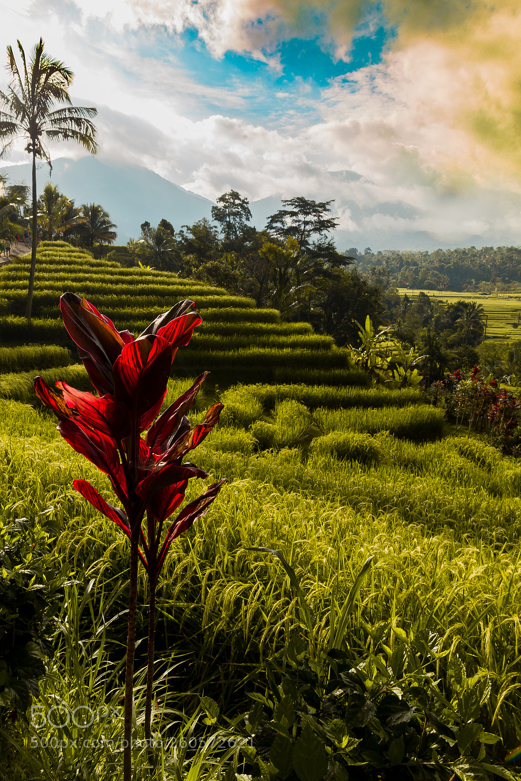 Canon EOS 6D sample photo. Jatiluwih rice terrace 2 photography