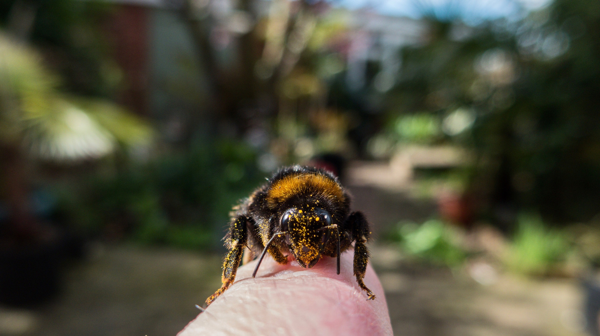 Panasonic Lumix DMC-LF1 sample photo. Friendly bee photography