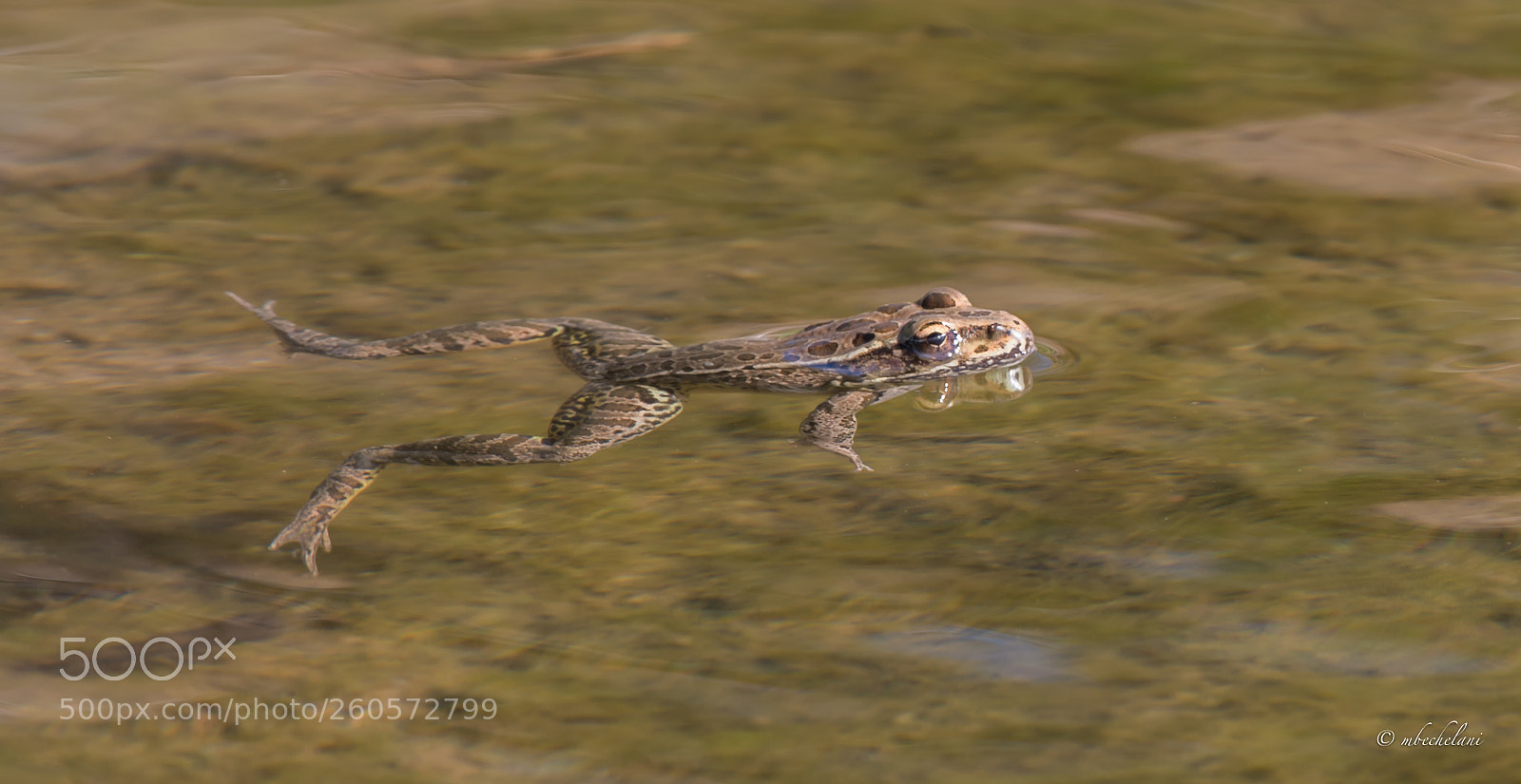 Nikon D810 sample photo. Mbs photography