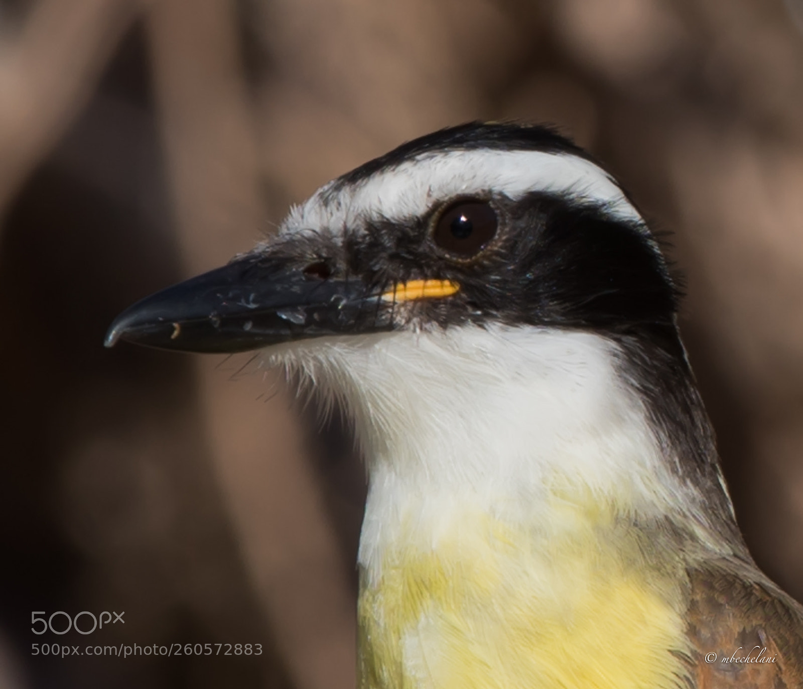 Nikon D810 sample photo. _mbs0799-2.jpg photography