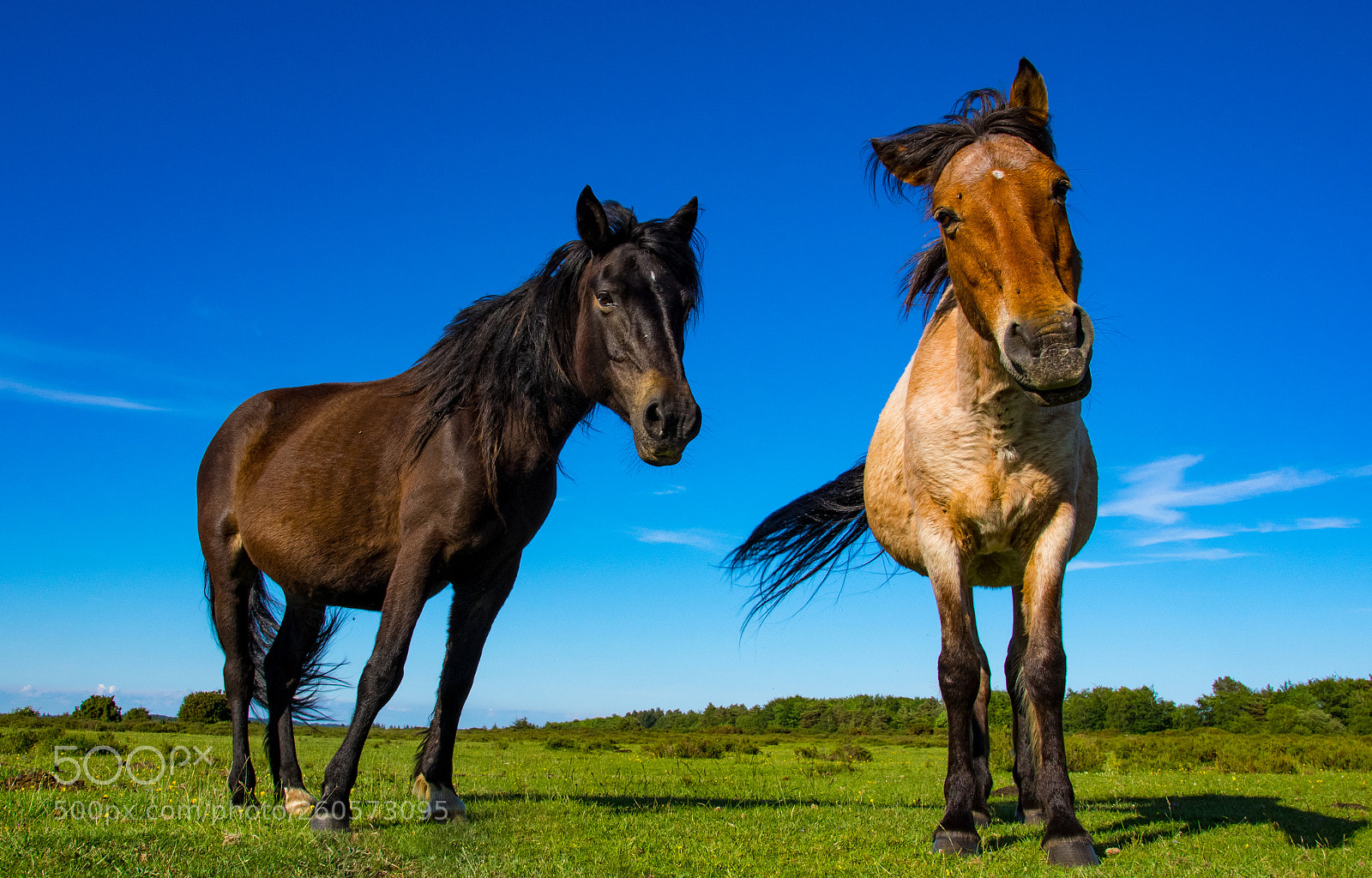 Pentax K-3 sample photo. Dorset wild ponies new photography