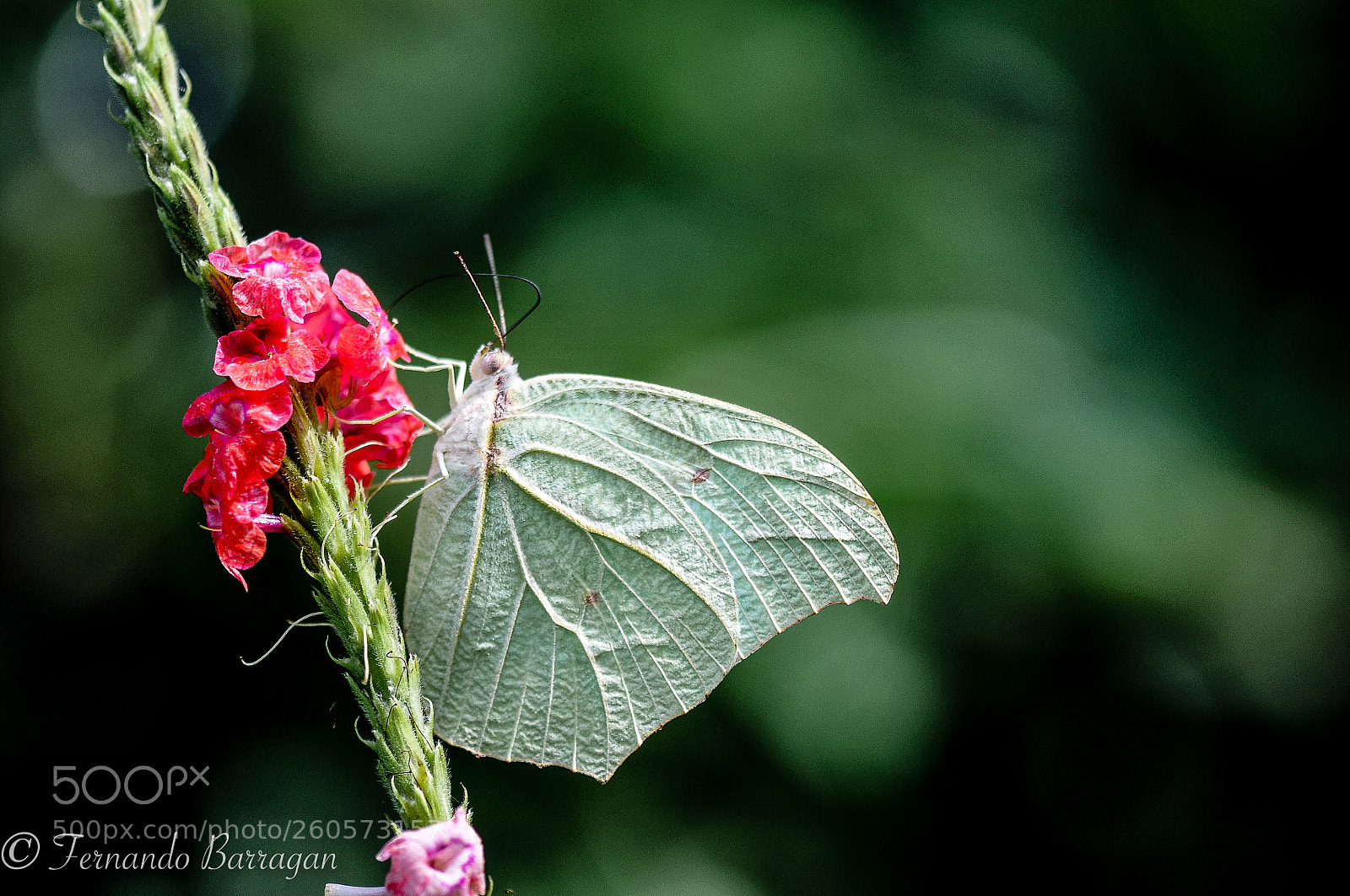 Nikon D300S sample photo. Mariposas photography