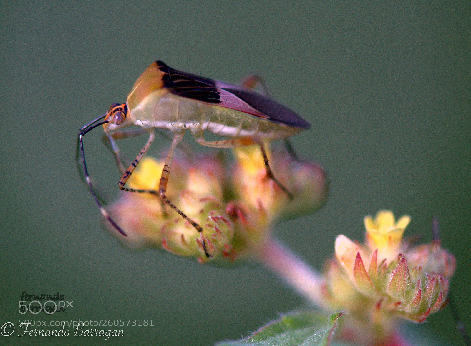 Nikon D90 sample photo. Chinche en flor photography
