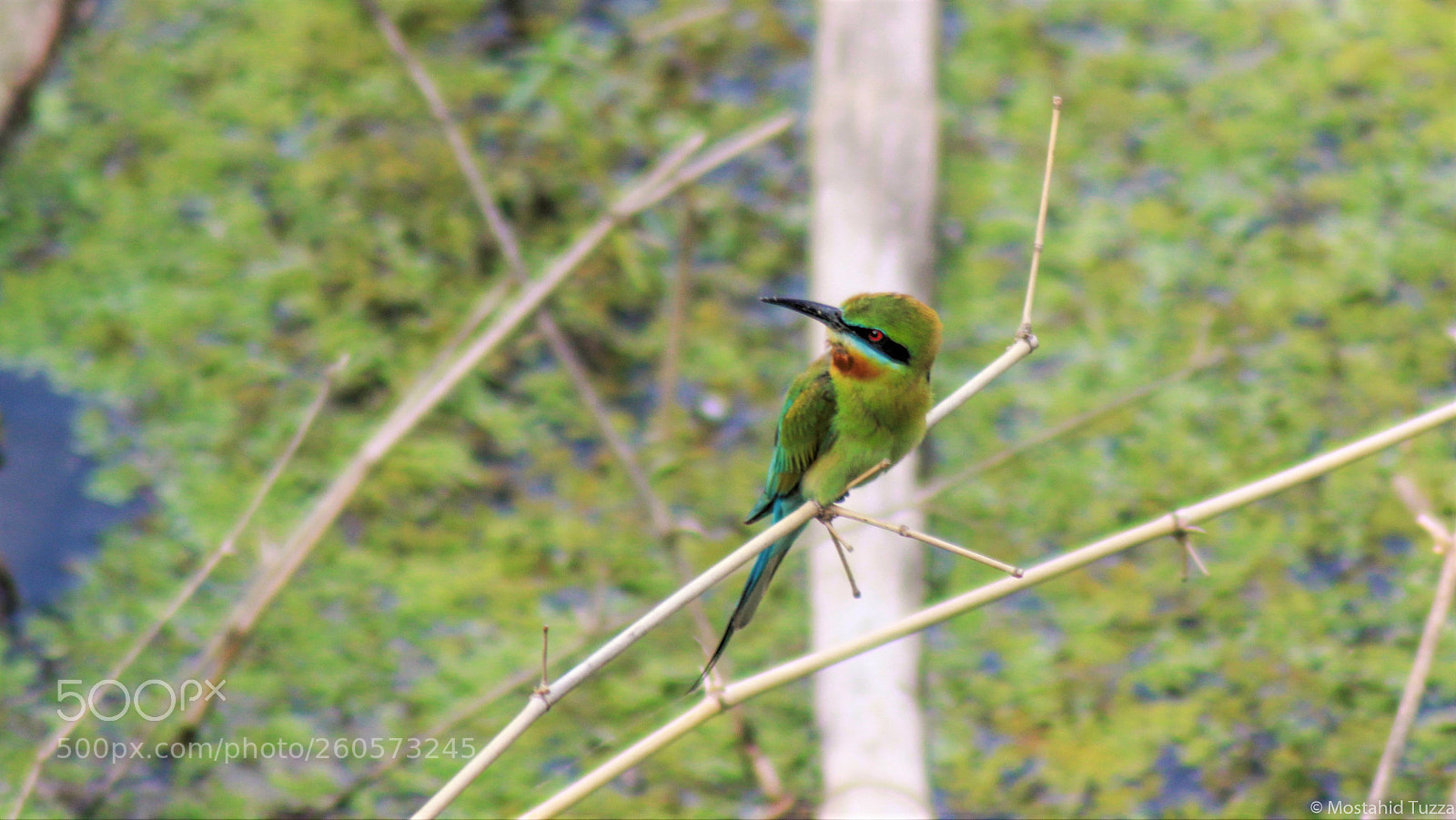 Canon EOS 50D sample photo. Blue tailed bee-eater photography