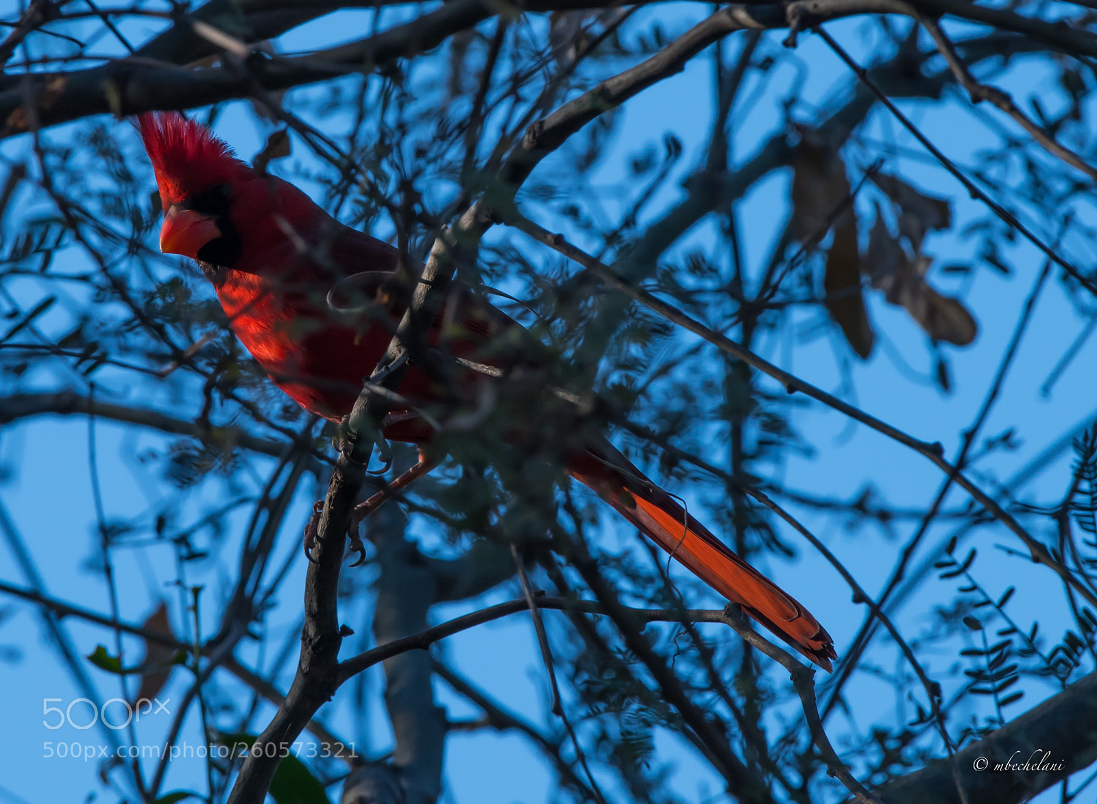 Nikon D810 sample photo. Mbs photography
