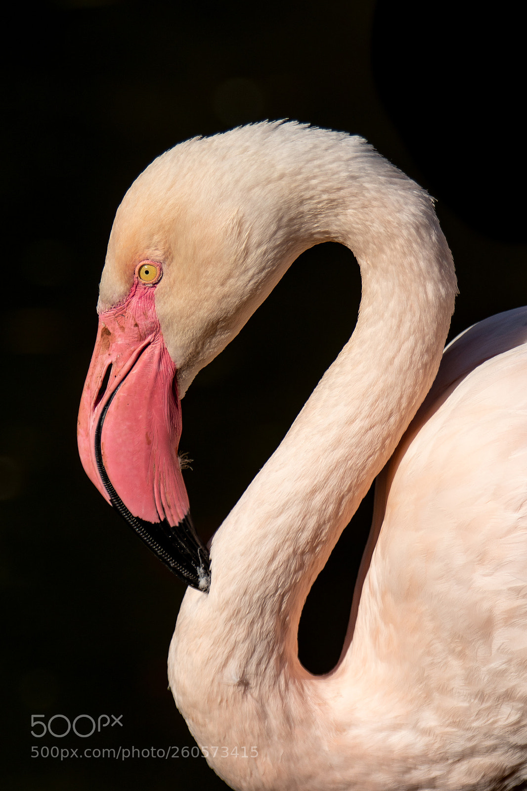 Canon EOS 7D Mark II sample photo. Flamingo photography