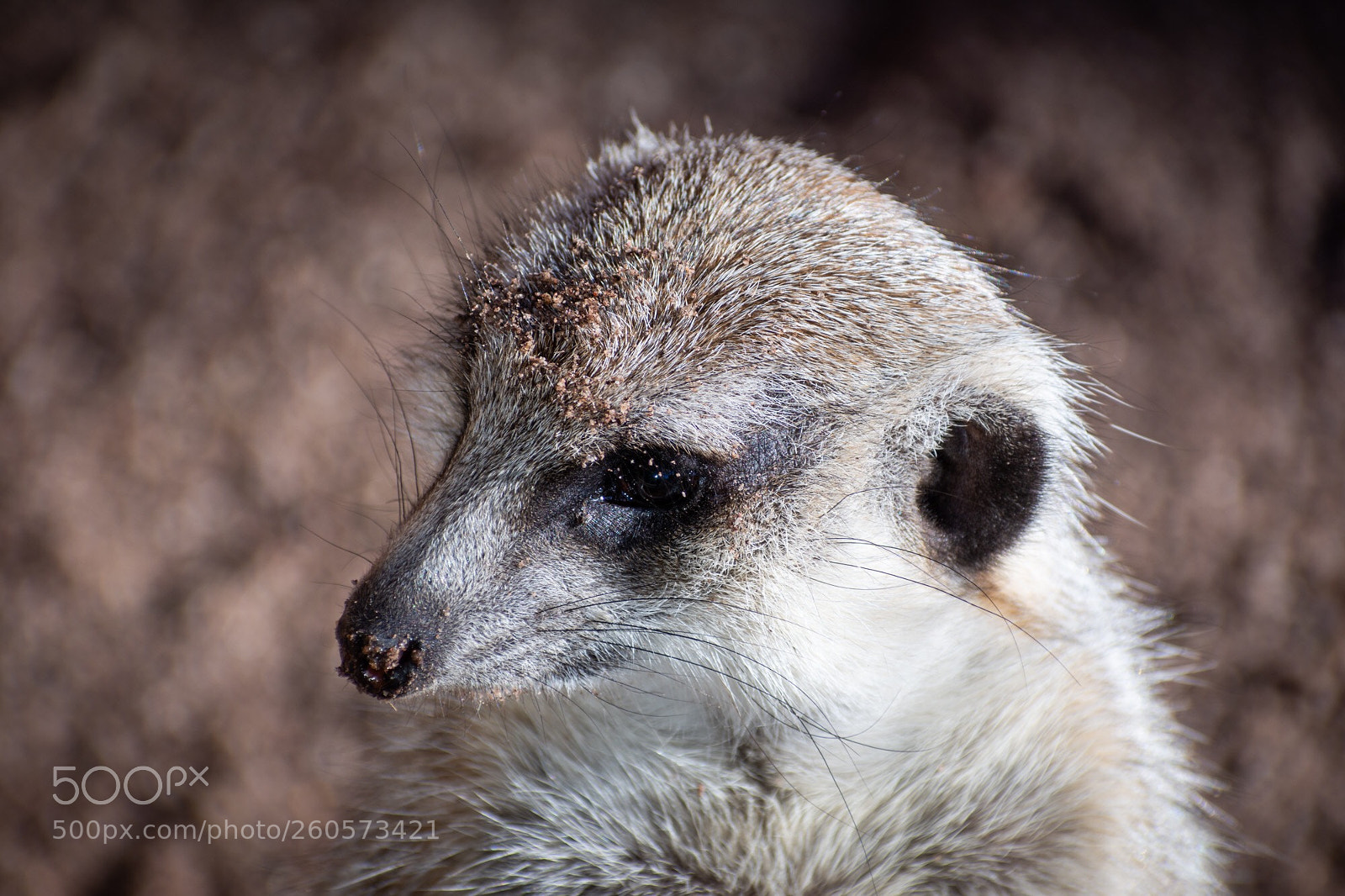 Nikon D7200 sample photo. Melbourne zoo - meerkat photography