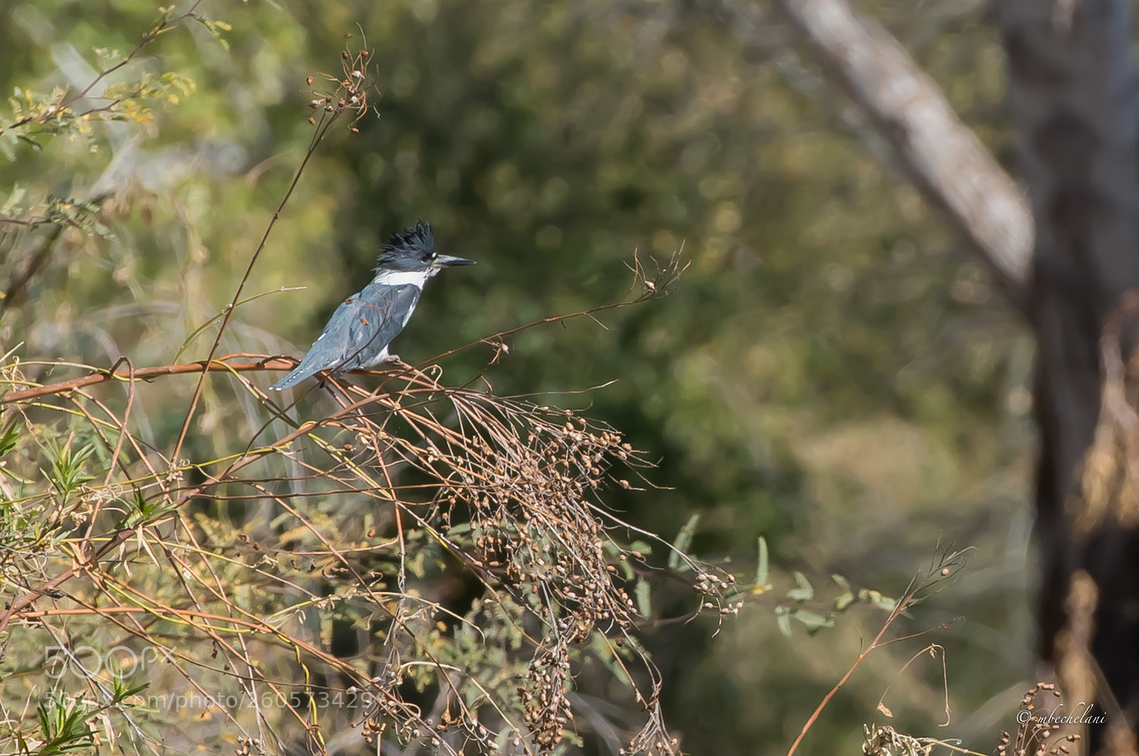 Nikon D810 sample photo. Mbs photography