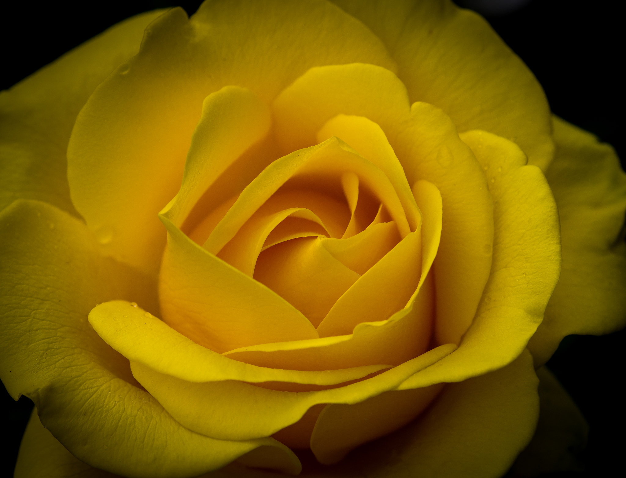 Pentax K-1 Mark II sample photo. Yellow rose photography