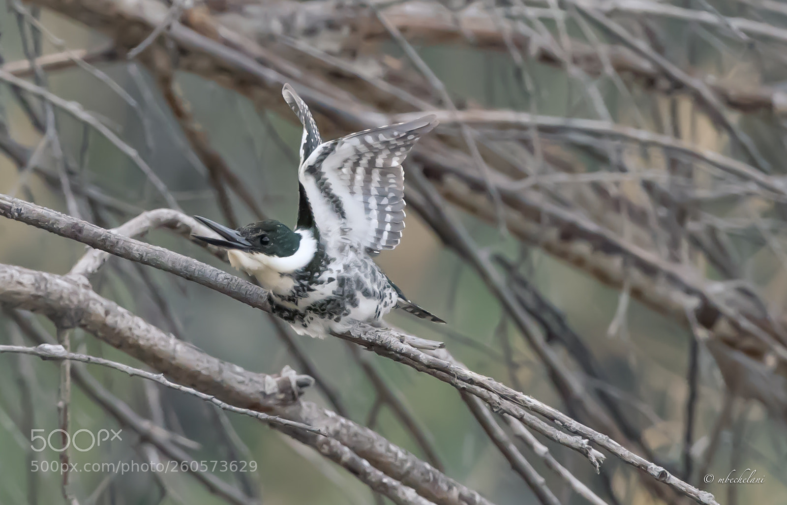 Nikon D810 sample photo. Mbs photography