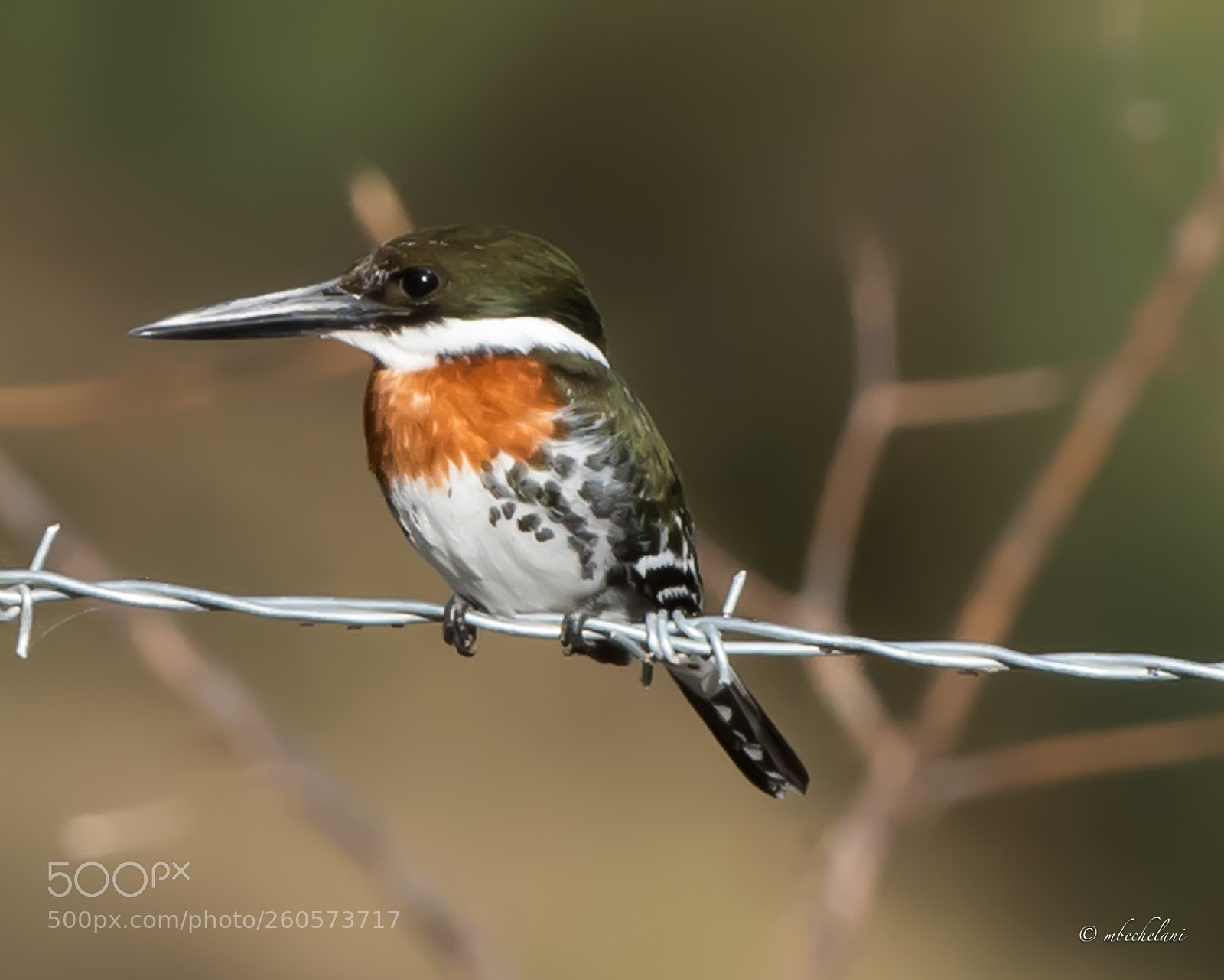 Nikon D810 sample photo. _mbs0923-2.jpg photography