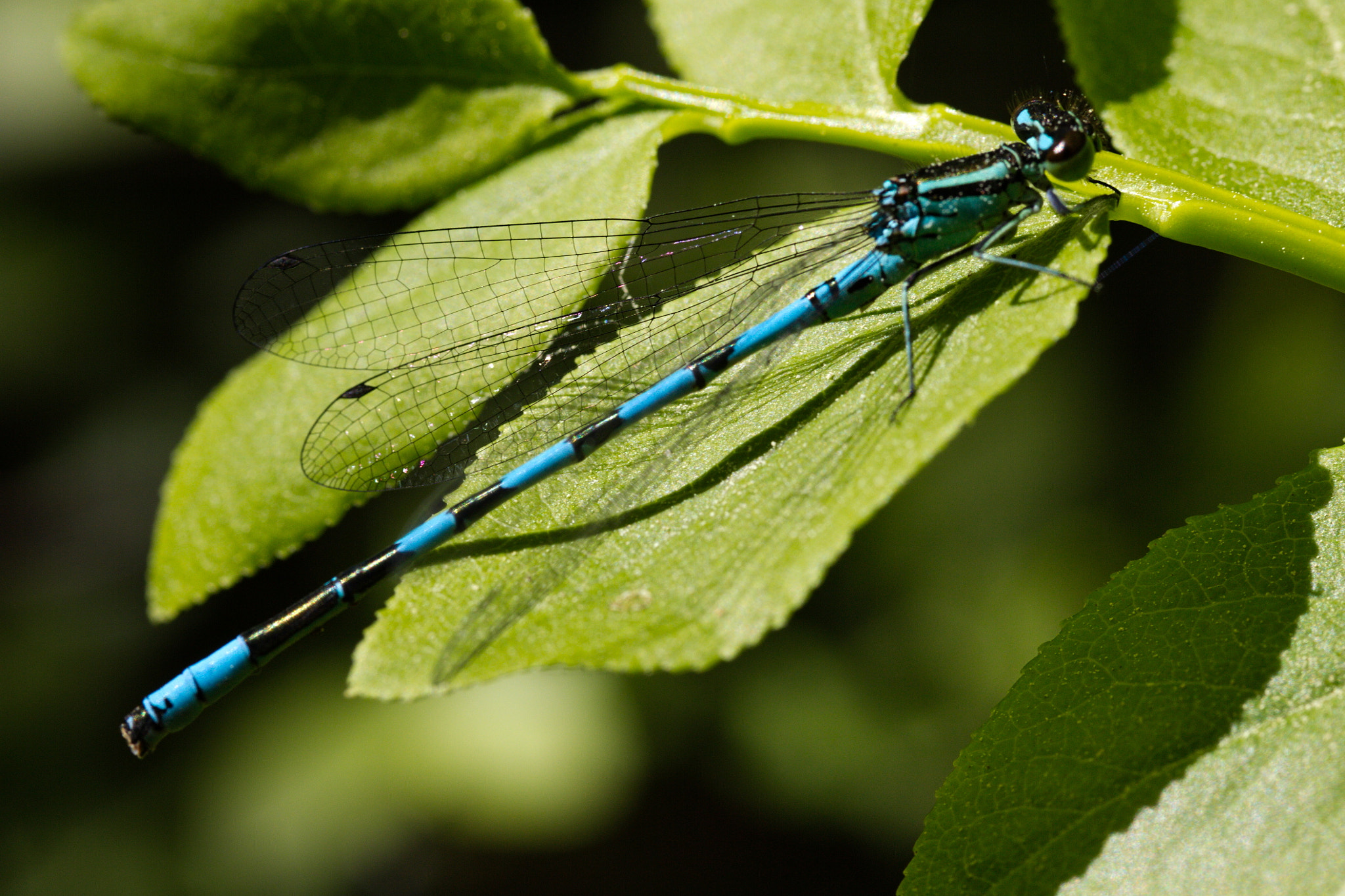 Canon EF-S 60mm F2.8 Macro USM sample photo. Dragonfly photography
