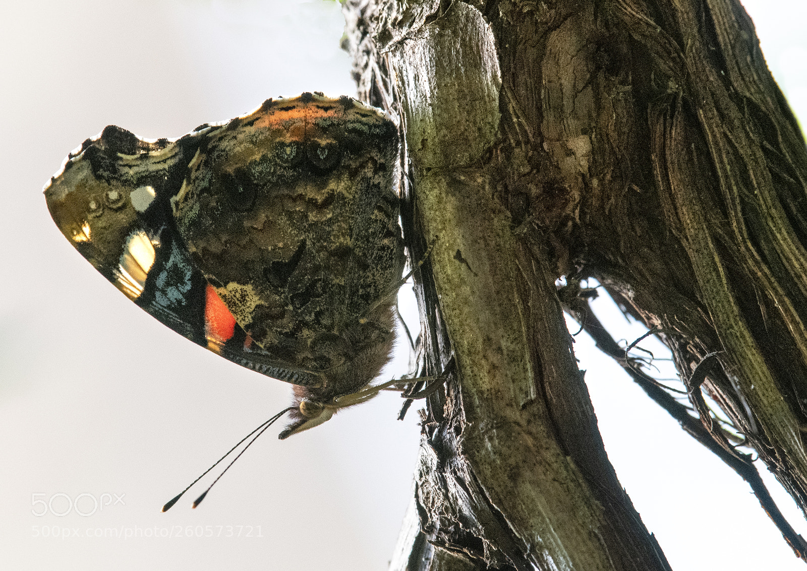 Nikon D850 sample photo. Old vine & red admiral photography