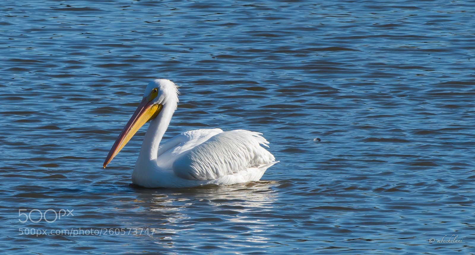 Nikon D810 sample photo. Mbs photography