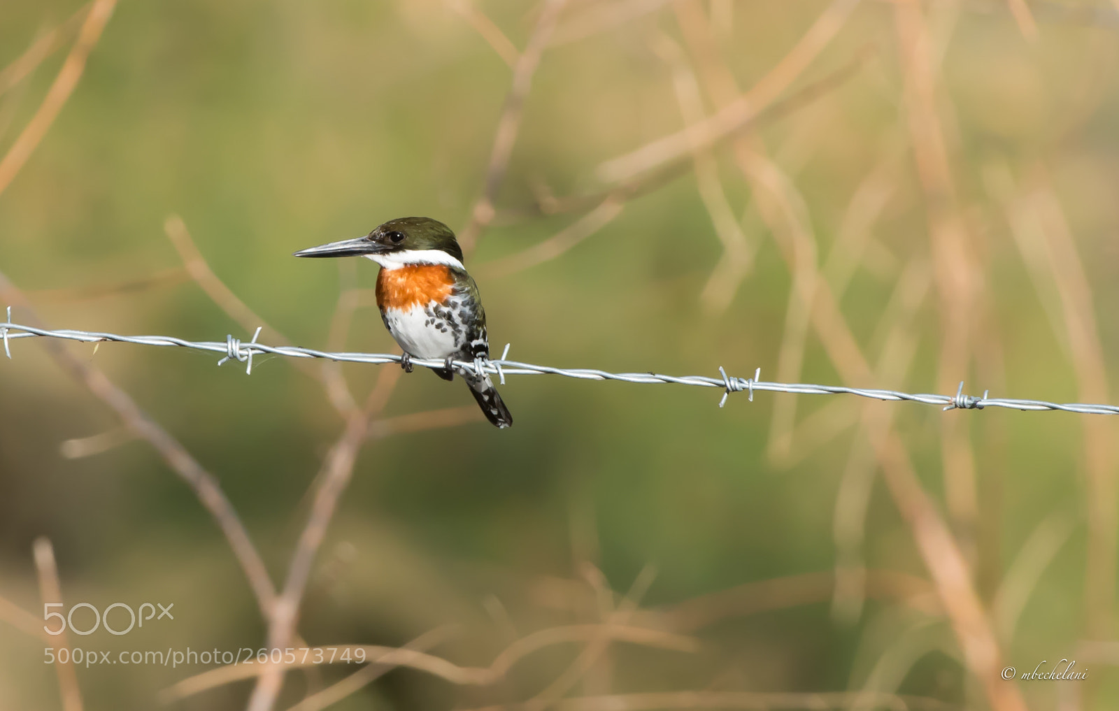 Nikon D810 sample photo. _mbs0926-3.jpg photography