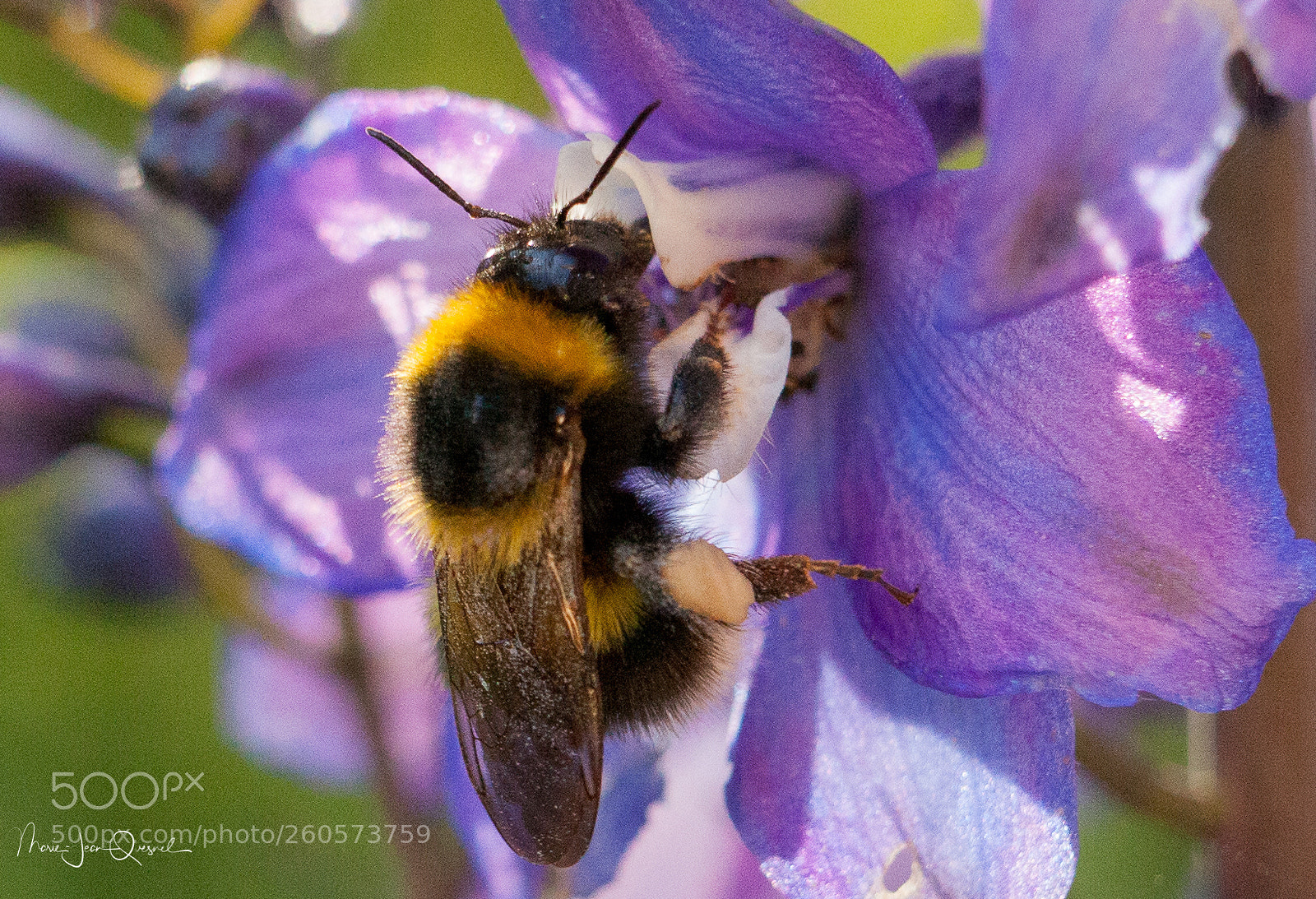 Canon EOS 5D Mark II sample photo. Bourdon butineur. photography