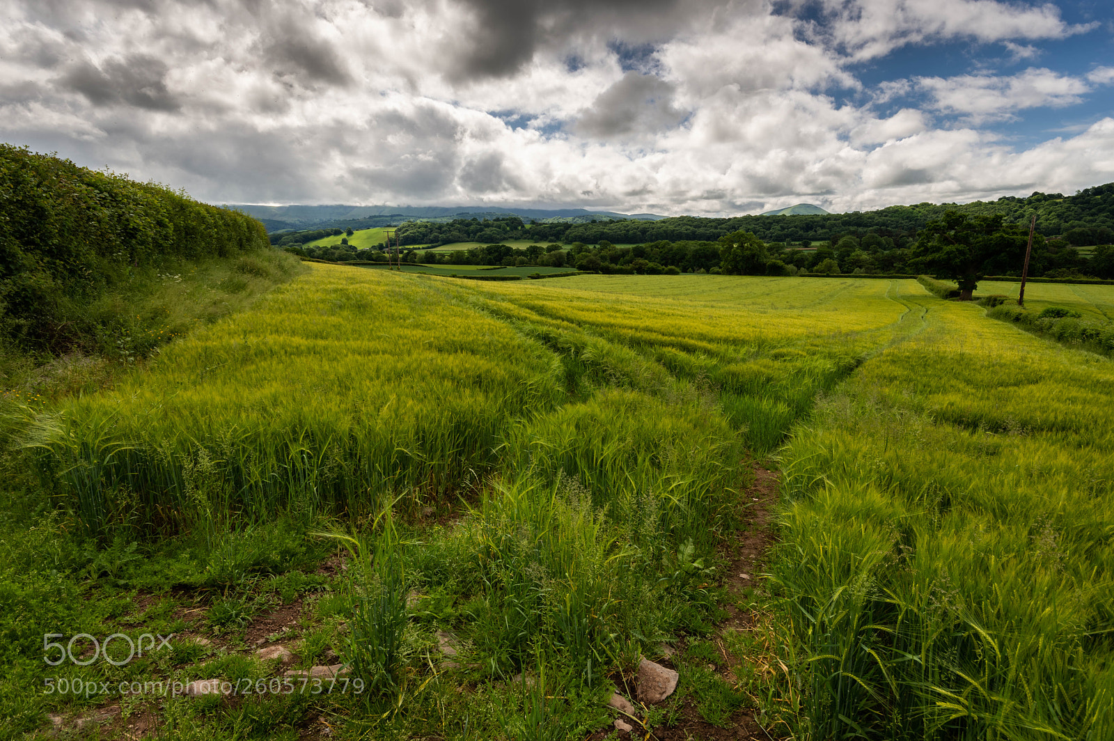 Nikon D7200 sample photo. Early summer field photography