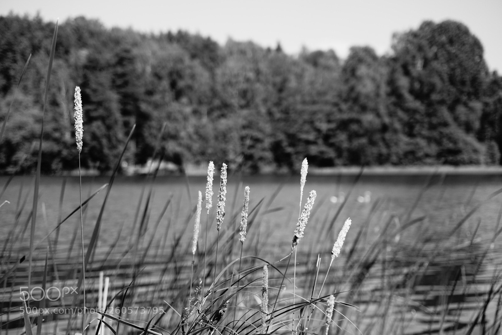 Sony a6000 sample photo. Untitled photography