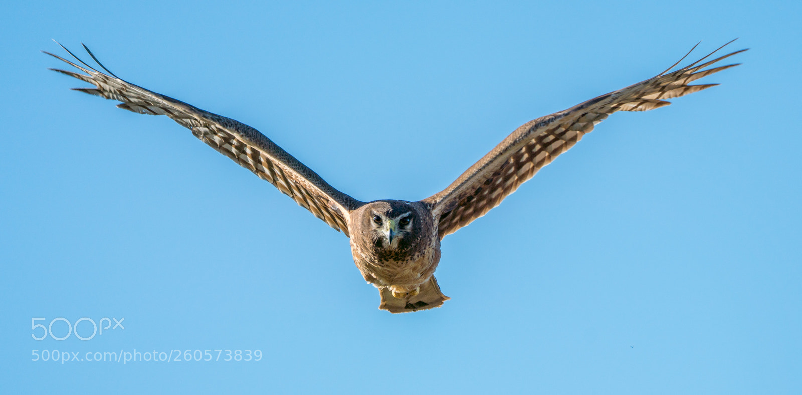 Sony a7R III sample photo. Female harrier warns off photography