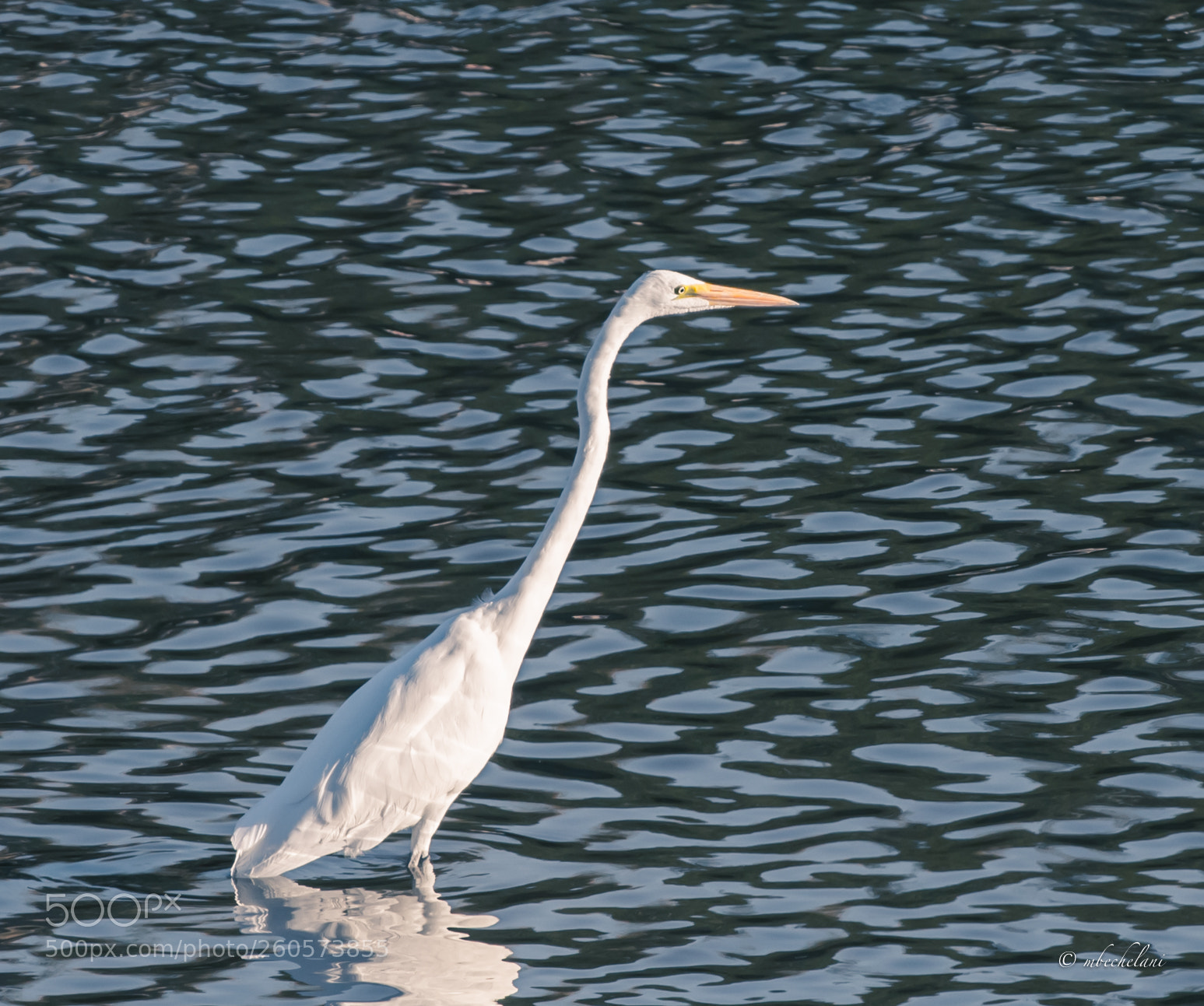 Nikon D810 sample photo. Mbs photography