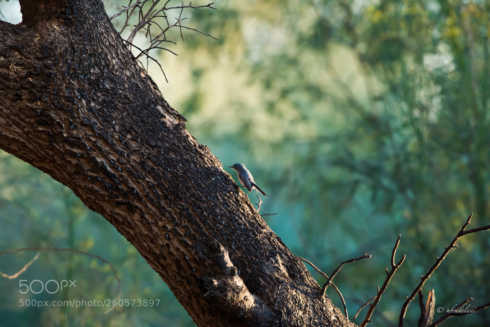 Nikon D810 sample photo. Mbs photography