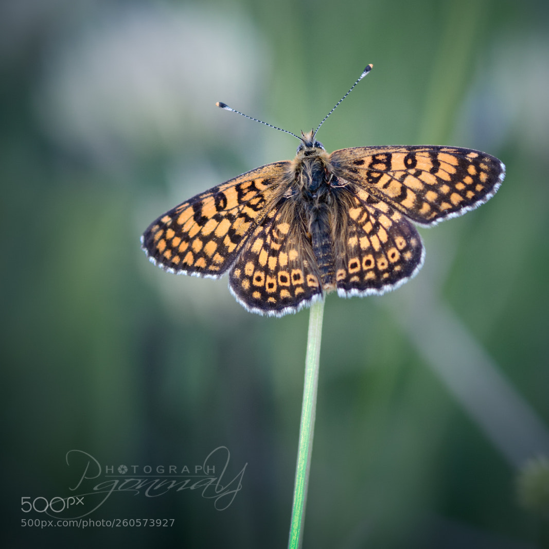 Nikon D7000 sample photo. Melitaea cinxia photography