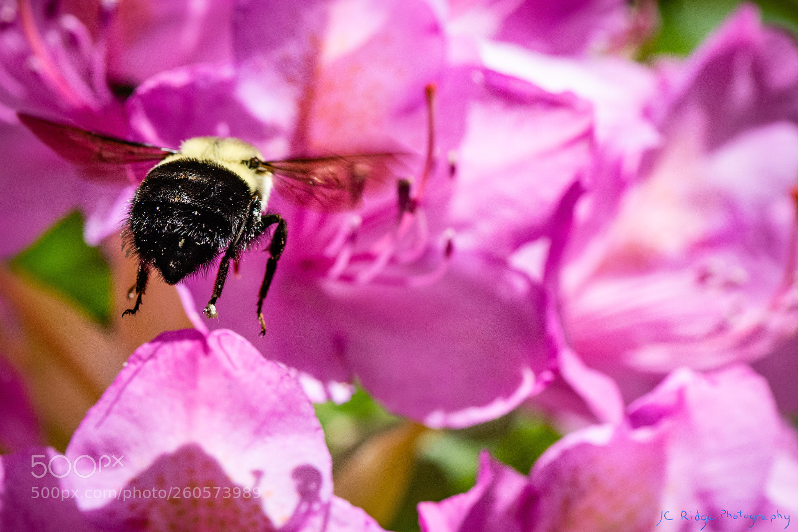 Nikon D810 sample photo. Precision landing photography