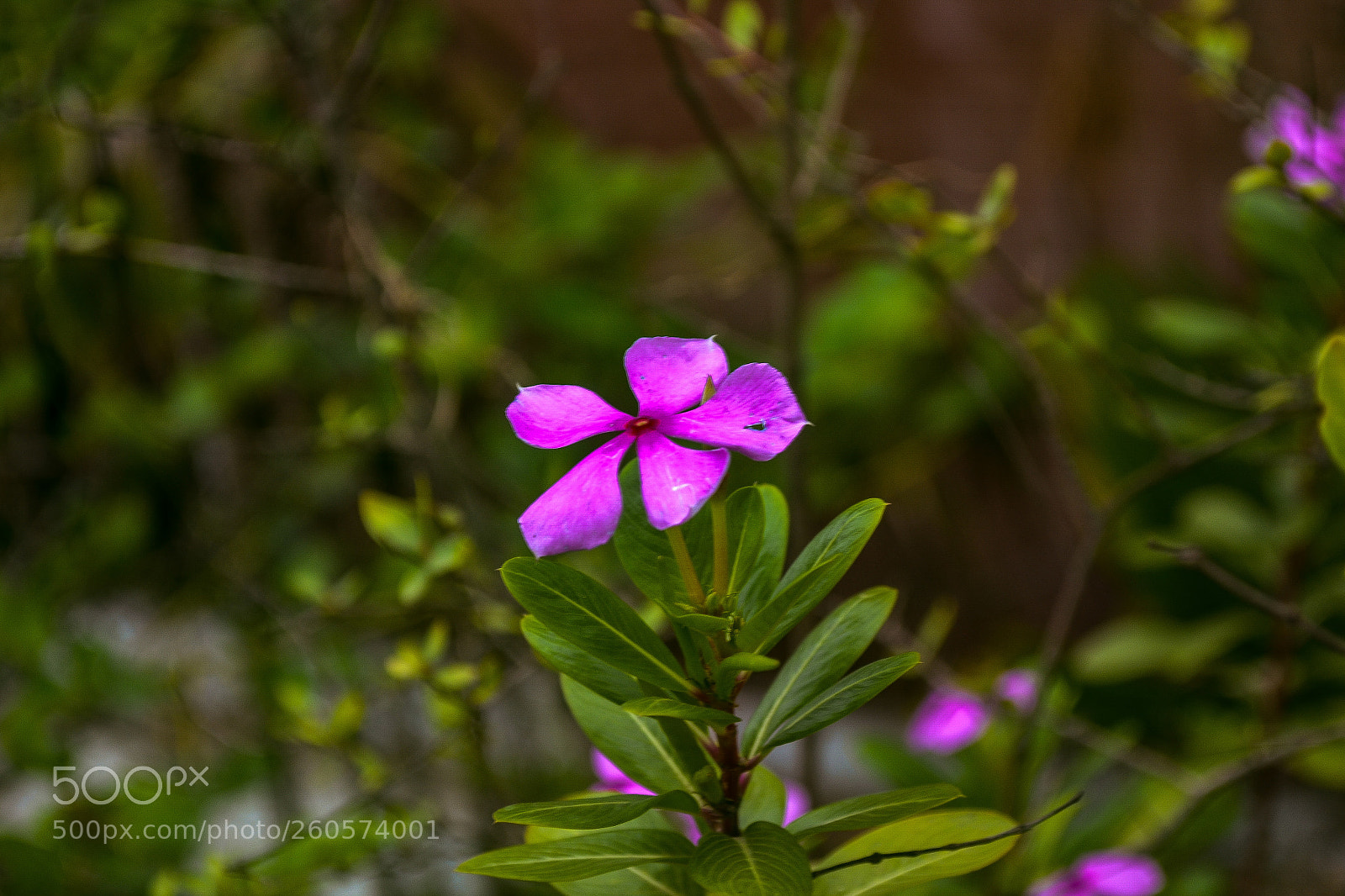 Nikon D3100 sample photo. Floral beauty ??? photography
