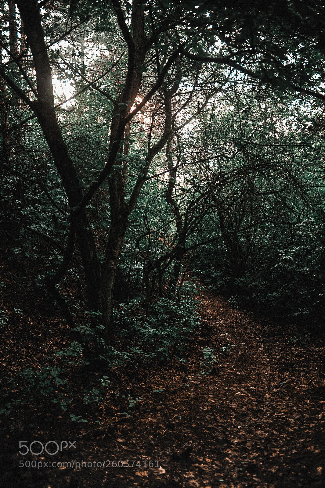 Nikon D700 sample photo. Forest in budapest photography
