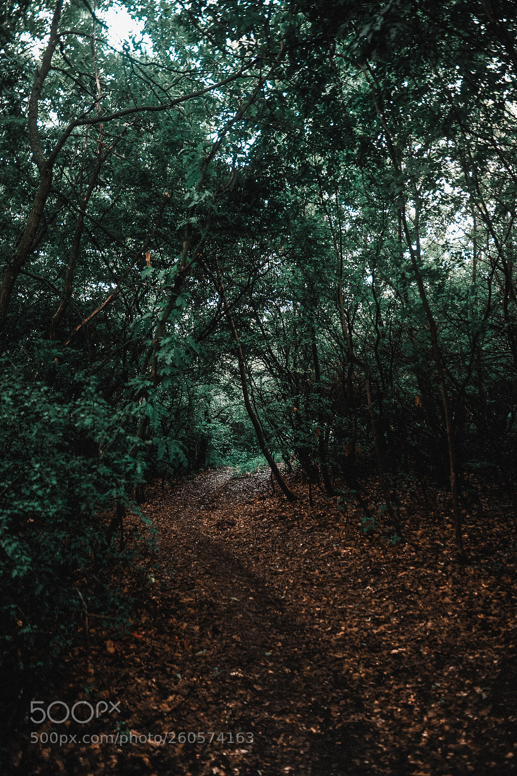 Nikon D700 sample photo. Forest path near budapest photography