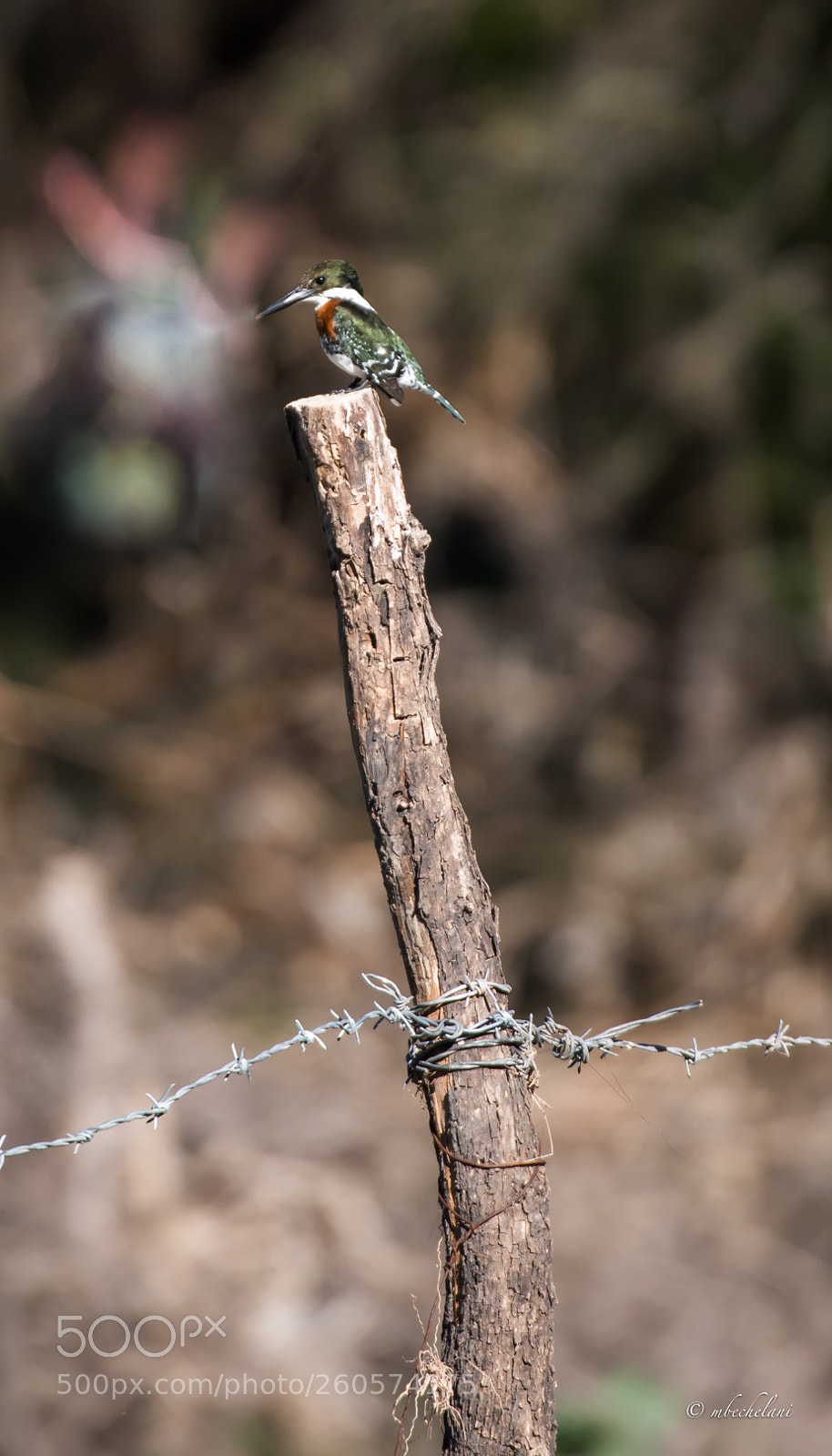 Nikon D810 sample photo. Mbs photography