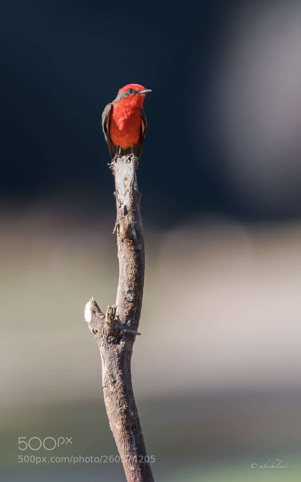 Nikon D810 sample photo. Mbs photography