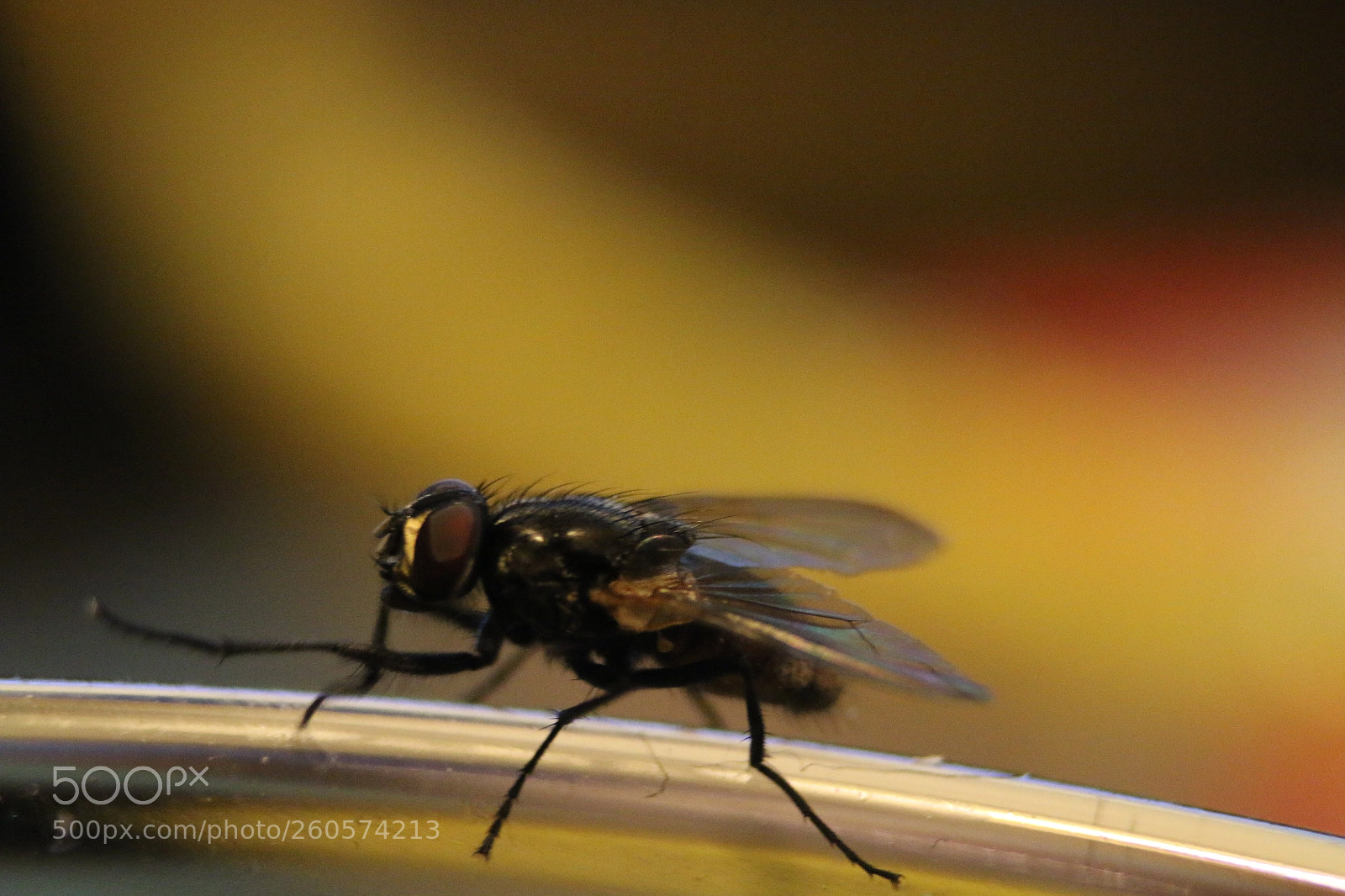 Canon EOS 70D sample photo. Fly on a glas photography